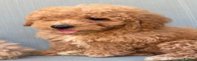 Polly