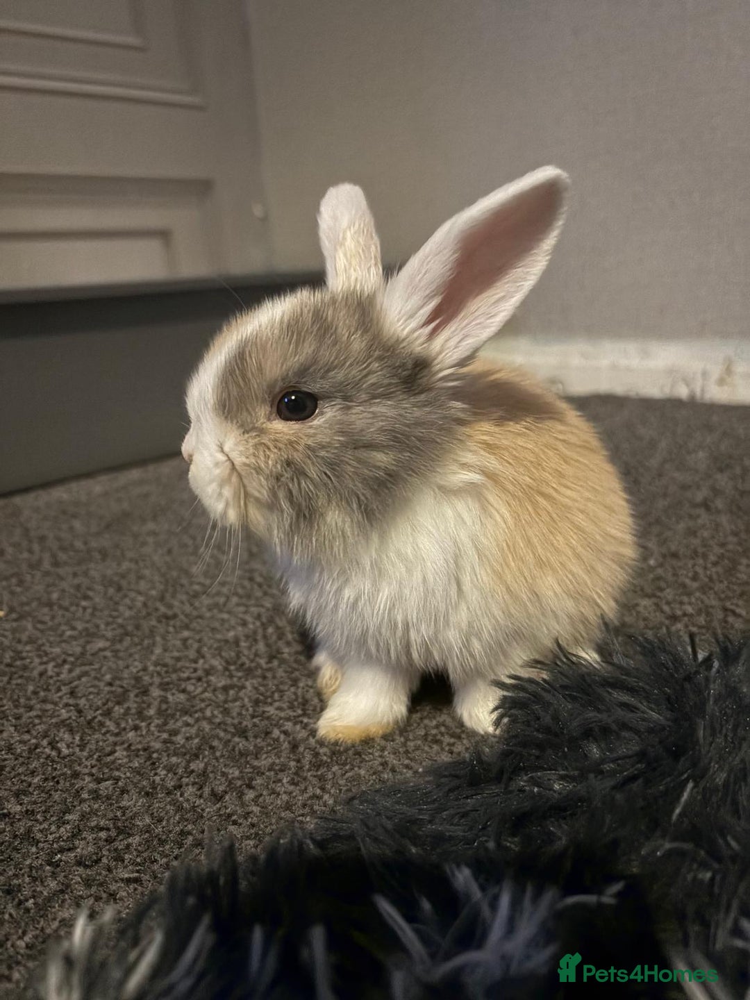 Mixed Breed rabbits for sale: Mixed aged rabbits  - Advert 1