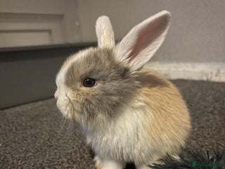 Mixed Breed rabbits Mixed aged rabbits - Advert 10