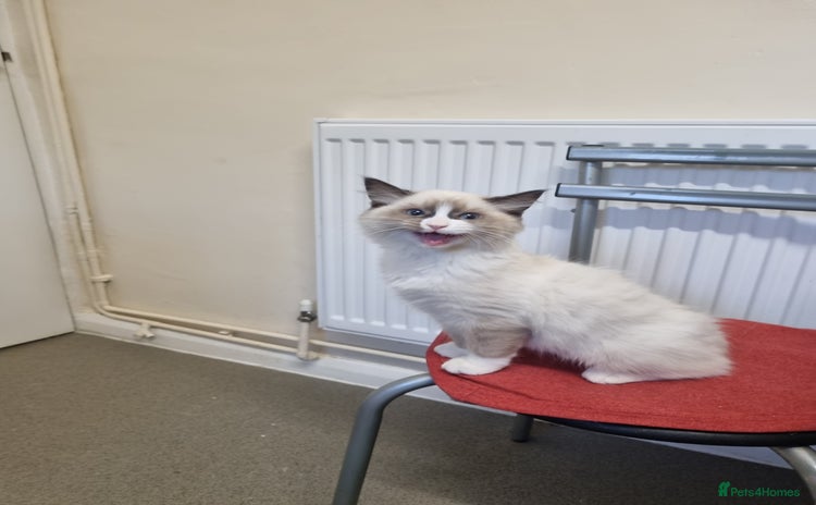 Ragdoll cats - Advert 8