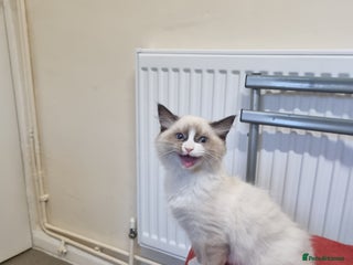 Ragdoll cats - Advert 26