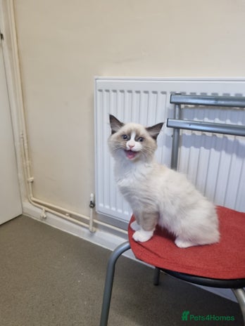 Ragdoll cats - Advert 9