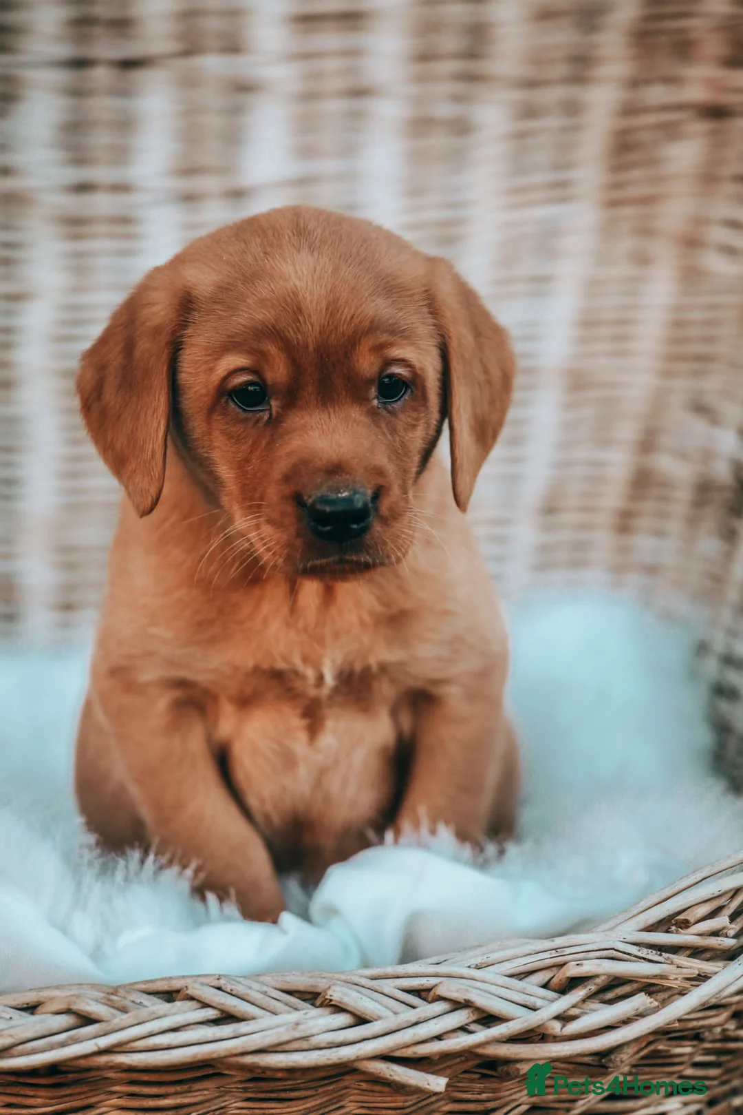 Labrador Retriever dogs for stud: HEALTH TESTED FOX RED LABRADOR (OFTW X FTCH)  in Grantham - Advert 6