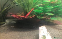 Other/Mixed Breed fish for sale: Free to Good home - Image 2