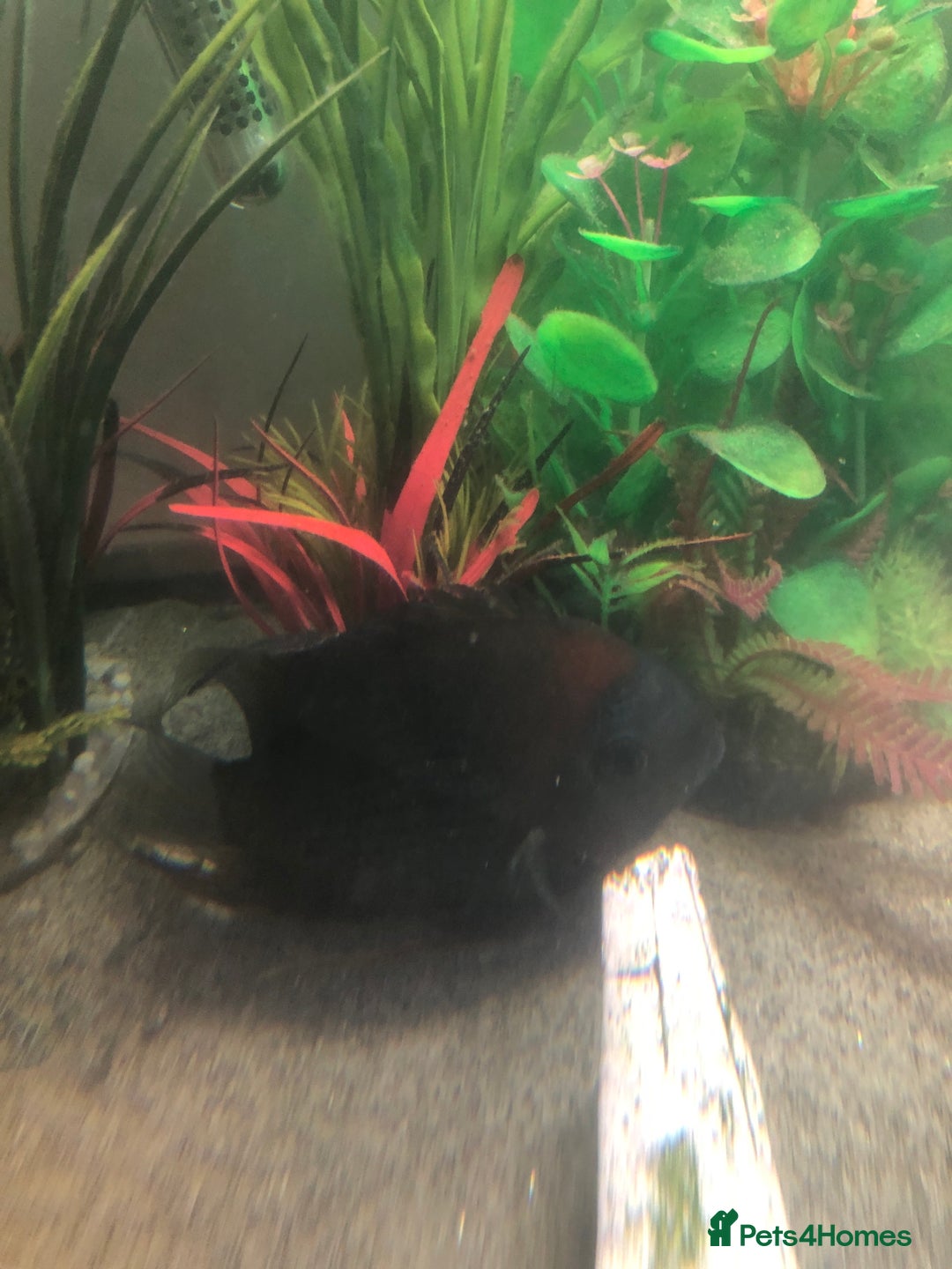 Other/Mixed Breed fish for sale: Free to Good home - Image 2