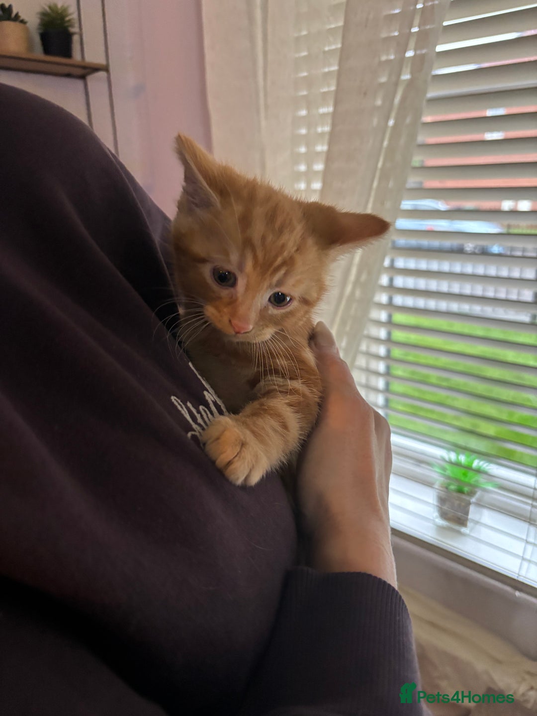 Mixed Breed cats for sale: Adorable male kittens for sale  - Advert 3