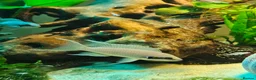 Cichlids fish for sale: Fairy cichlids breeding pair  in Romford - Advert 2
