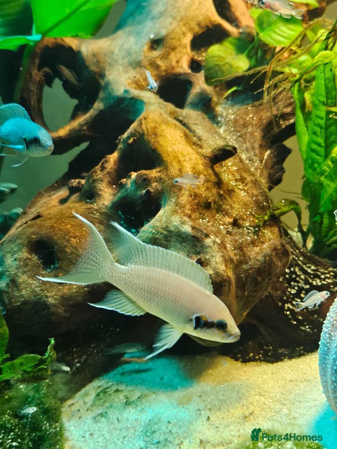 Cichlids fish for sale: Fairy cichlids breeding pair  in Romford - Advert 2