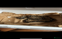 Python Snake reptiles for sale: Reggie the Loving Royal Python - 3 Years Old - Image 2
