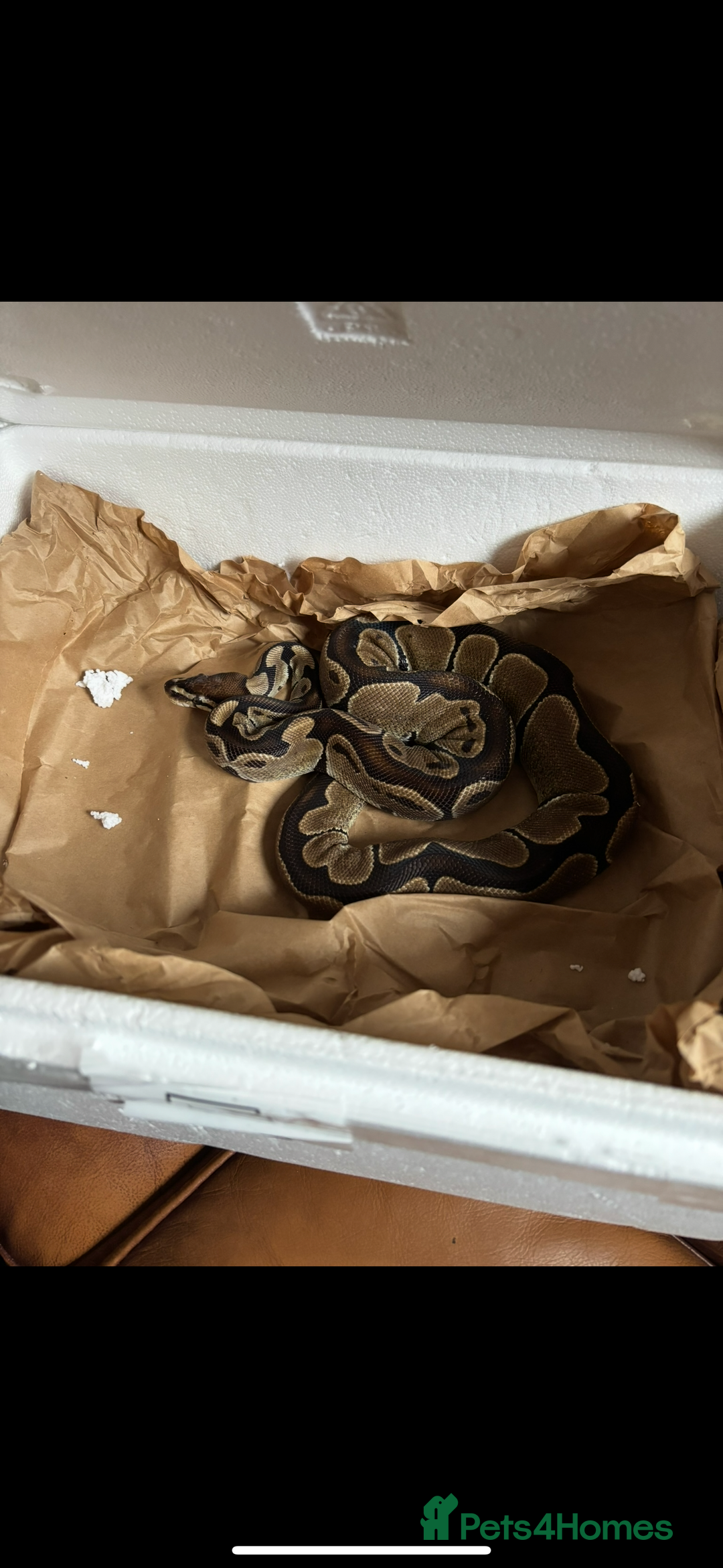 Python Snake reptiles for sale: Reggie the Loving Royal Python - 3 Years Old - Image 2