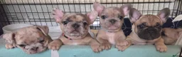 French Bulldog dogs for sale: French bulldog ready to leave last boy and girl - Advert 15
