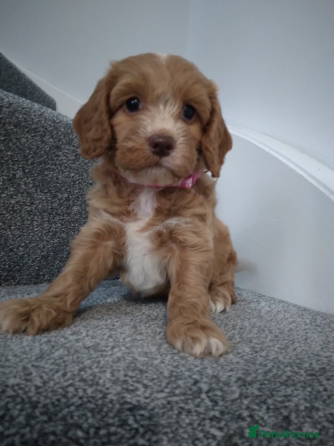 Cockapoo dogs for sale: F1 Cockapoo pups 🐾 - Image 1