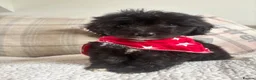 Mixed Breed dogs for sale: BEAUTIFUL MINI CORGIPOO PUPPIES  in Llanelli - Advert 20