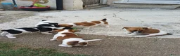 Jack Russell dogs for sale: 5 Gorgeous Juck Russel Puppies for sale  in London - Advert 10