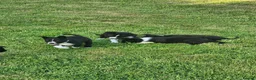 Border Collie dogs for sale: Border collie pups looking for new home - Advert 6