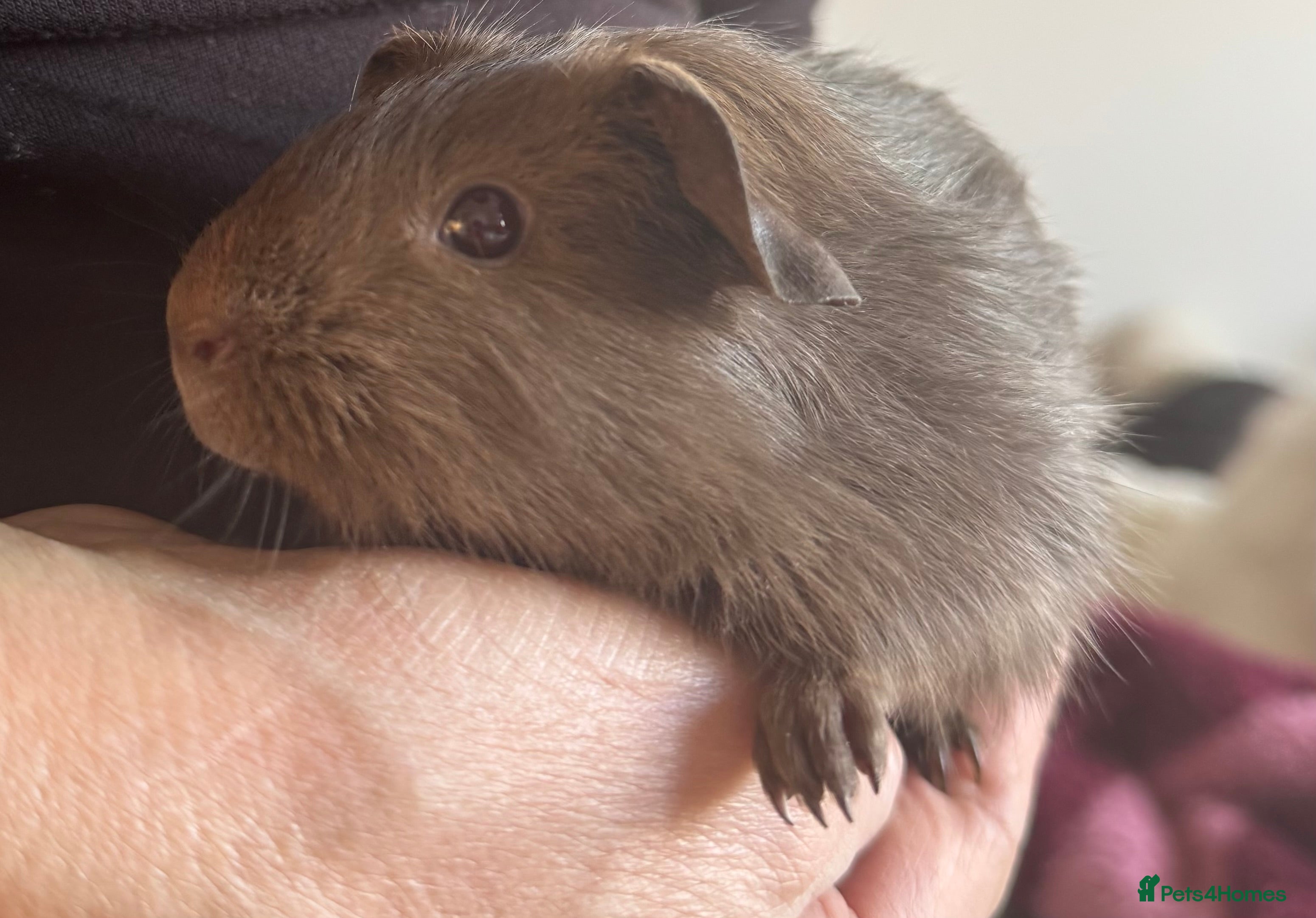 Guinea Pig rodents Guinea pig Slate sows  - Advert 1