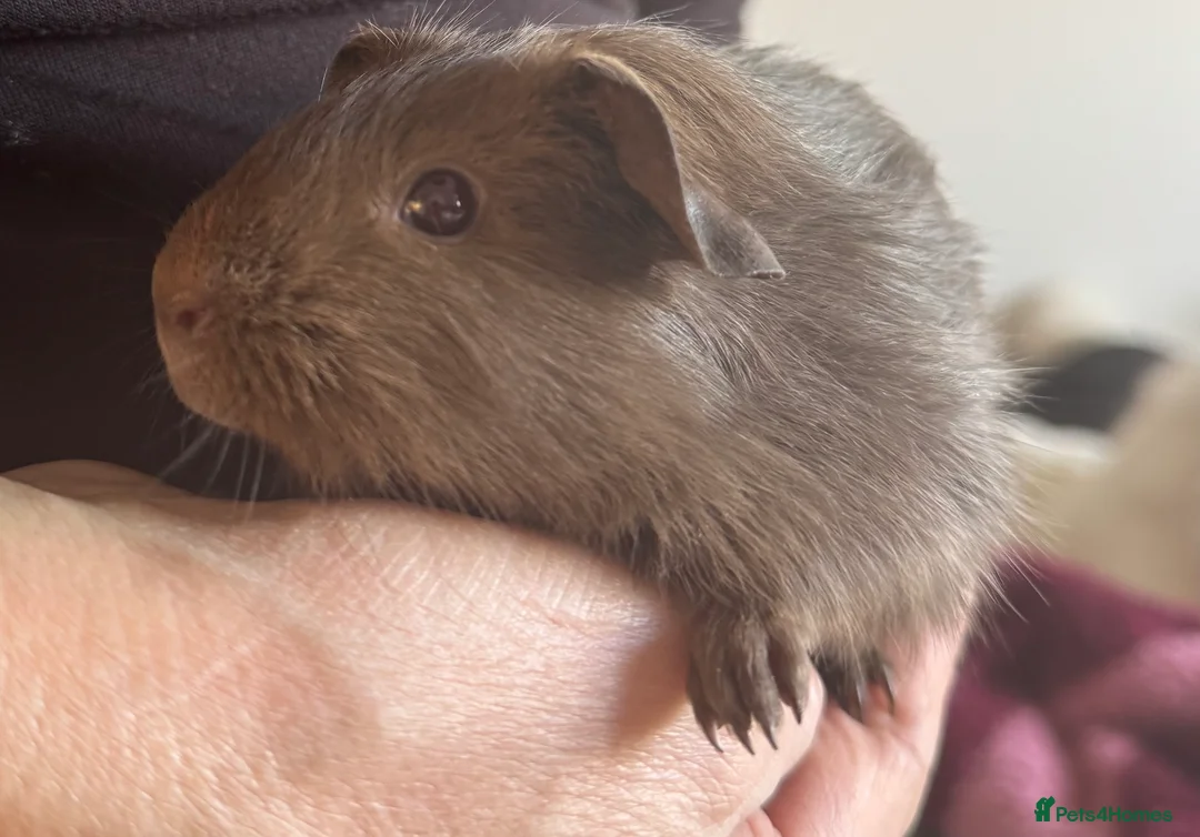Guinea Pig rodents for sale: Guinea pig Slate sows  - Advert 1