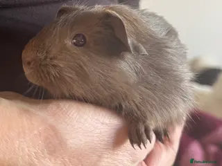 Guinea Pig rodents Guinea pig Slate sows - Advert 1