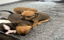 Mixed Breed dogs for sale: Jack Russell X Frenchie  - Image 7