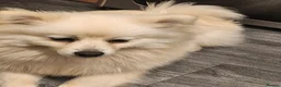 Pomeranian dogs for sale: Pomeranian  in Wolverhampton - Advert 4