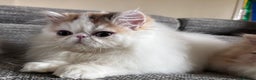 Persian cats for sale: Quality Persian Girls - Available Now - Advert 7