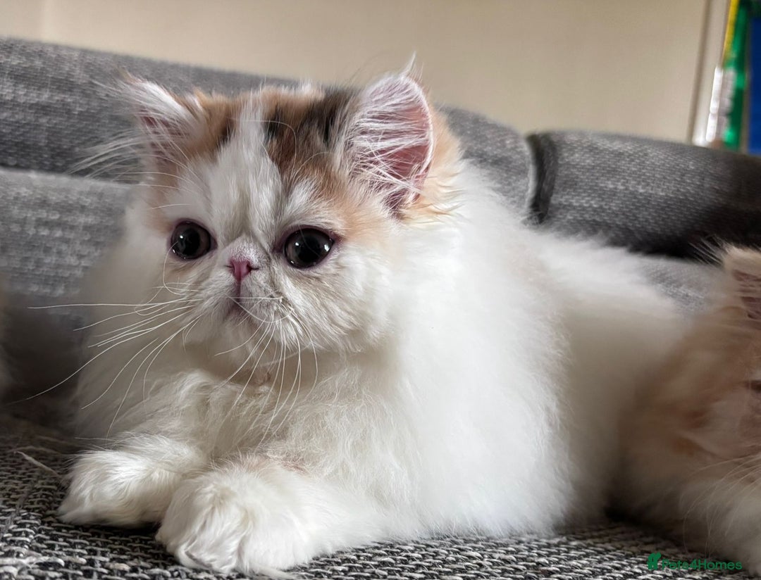 Persian cats for sale: Quality Persian Girls - Available Now - Advert 7