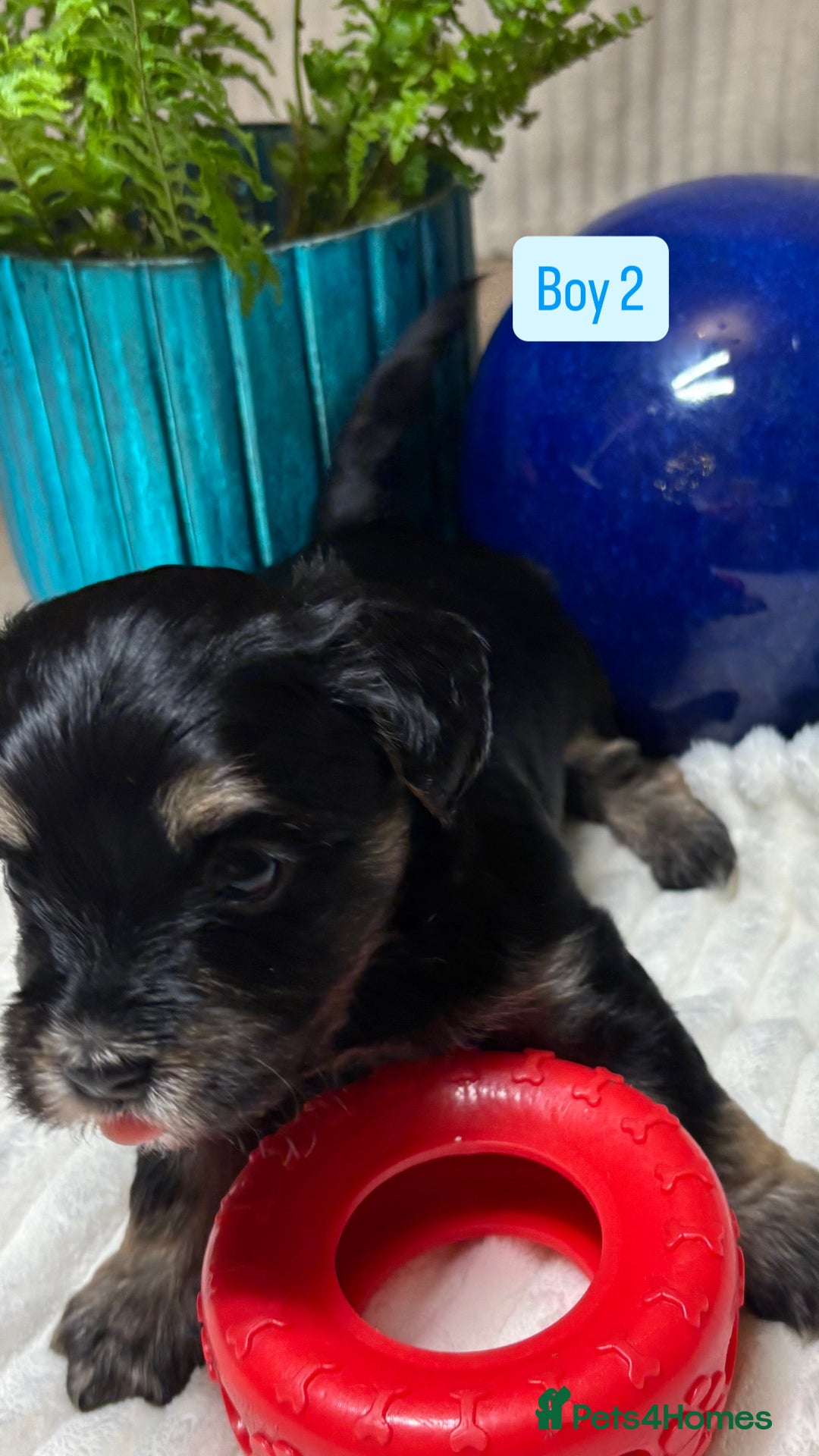 Havanese dogs for sale: 9 Beautiful Havanese Pedigree Puppies  - Advert 7