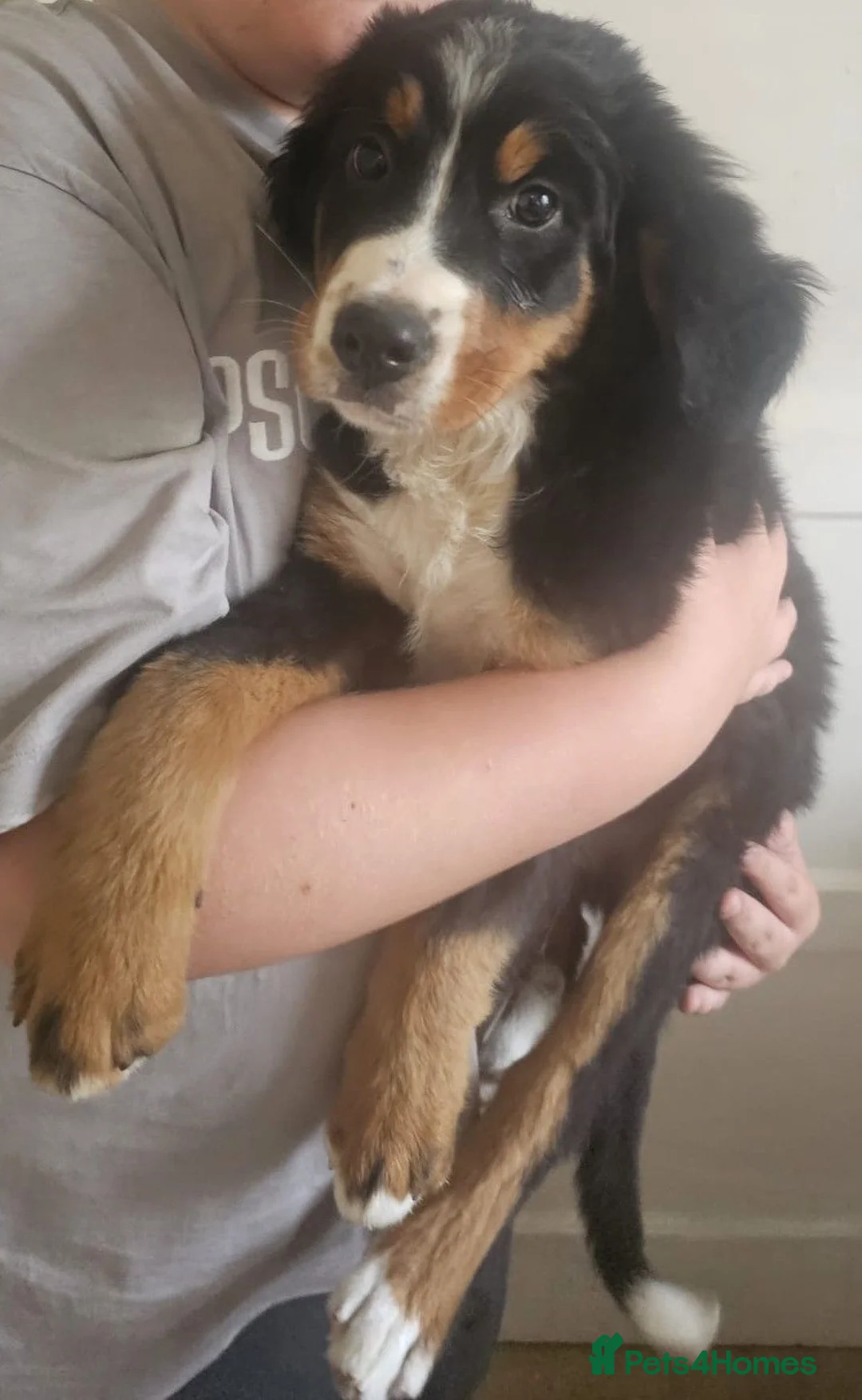 Bernese Mountain Dog dogs for sale: 2 BEAUTIFUL BERNESE BOYS LEFT  - Advert 2