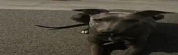Whippet dogs for sale: KC registered male whippet  in Melton Mowbray - Advert 3