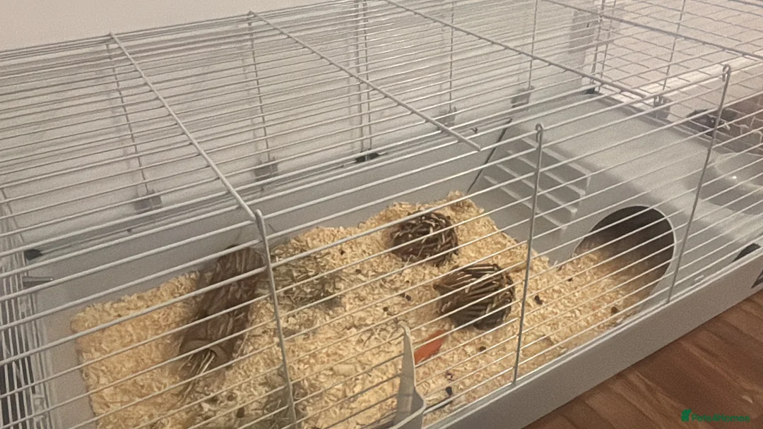 Mixed Breed rabbits for sale: 2 Male Rabbit  - Advert 1