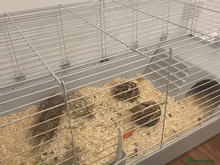 Mixed Breed rabbits 2 Male Rabbit - Advert 9