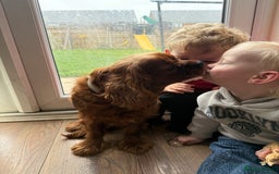 Cavalier King Charles Spaniel dogs for sale: Loving dog needs loving home - Image 1