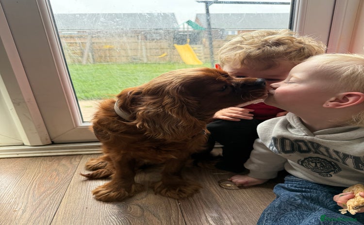 Cavalier King Charles Spaniel dogs - Advert 15