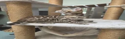 Bengal cats for sale: TICA REGISTERED BROWN ROSETTED BENGAL KITTENS  - Advert 12