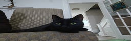 Domestic Shorthair cats for sale: Little Tigger and Two Black Panthers - Advert 4
