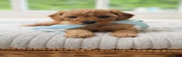 Cavapoo dogs for sale: Health tested Cavapoo puppies - Advert 6