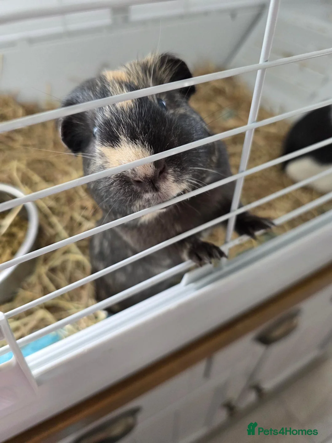 Guinea Pig rodents for sale: 2 male guinea pigs for rehoming  - Advert 5