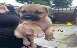Mixed Breed dogs for sale: Bull mastiff x American bulldog puppies - Image 6