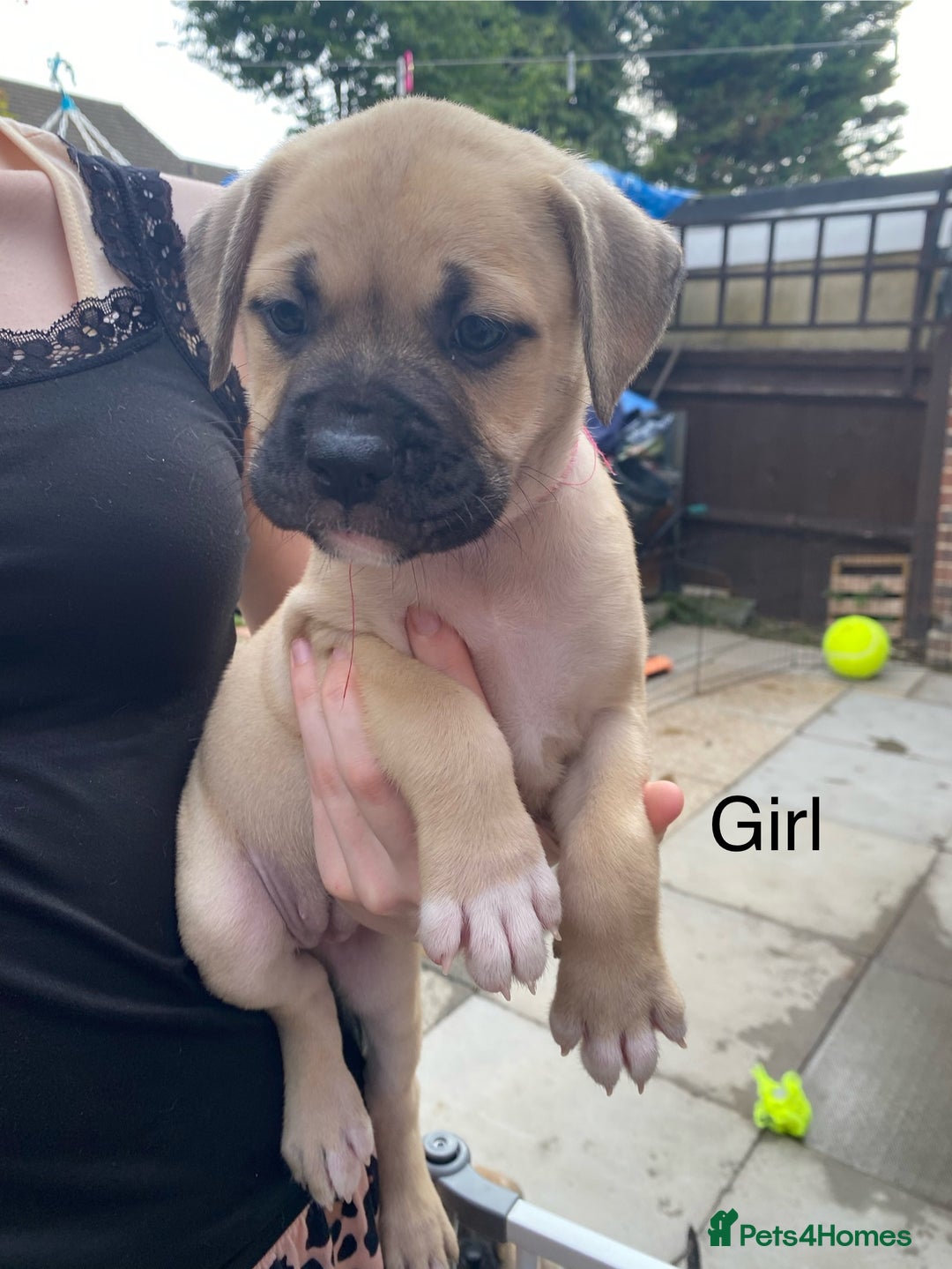 Mixed Breed dogs for sale: Bull mastiff x American bulldog puppies - Image 6