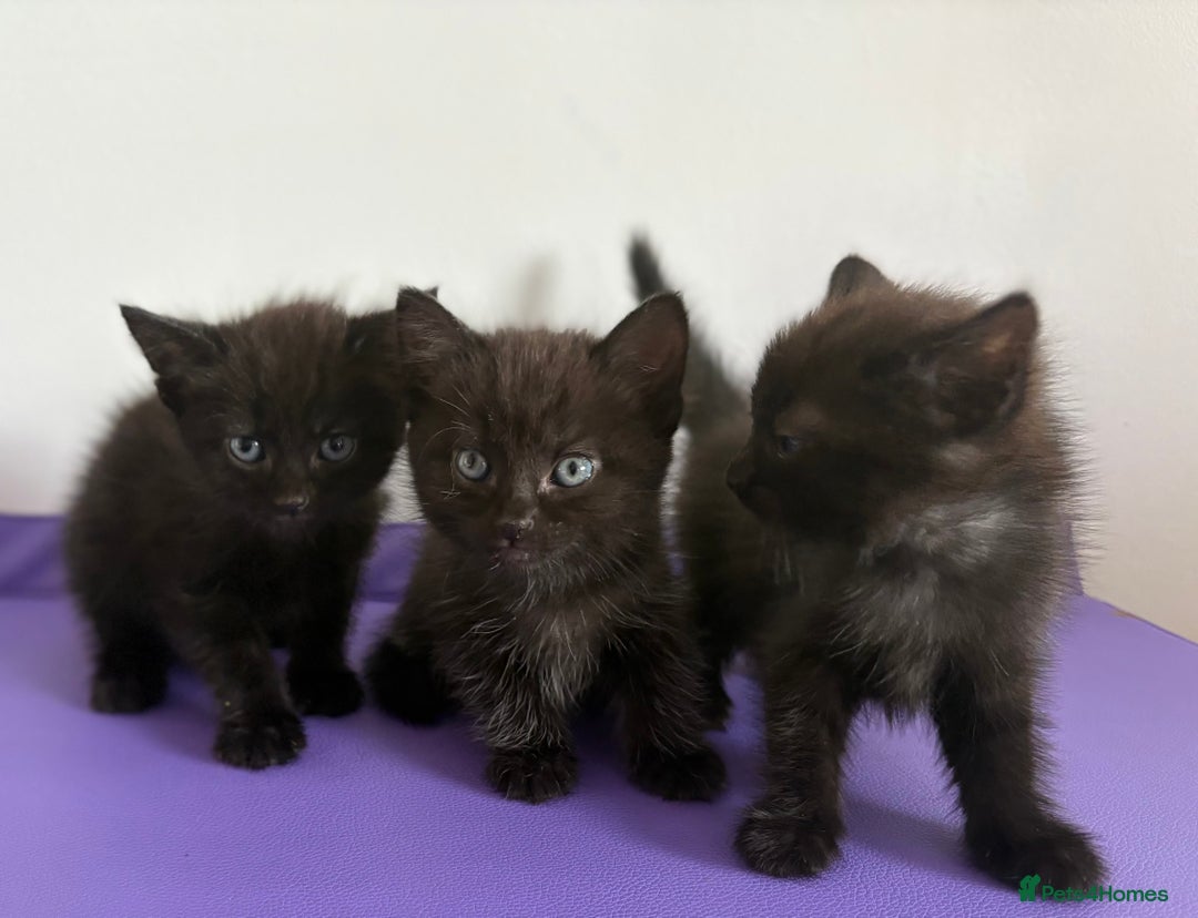 Mixed Breed cats for sale: 3 lovely kittens  - Image 6