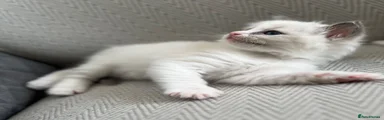 Ragdoll 1