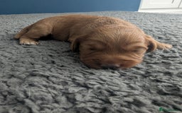 Cockapoo dogs for sale: Red Miniature Cockapoos - Image 6