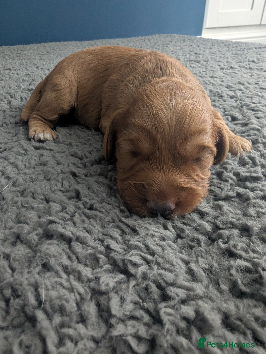 Cockapoo dogs for sale: Red Miniature Cockapoos - Image 6