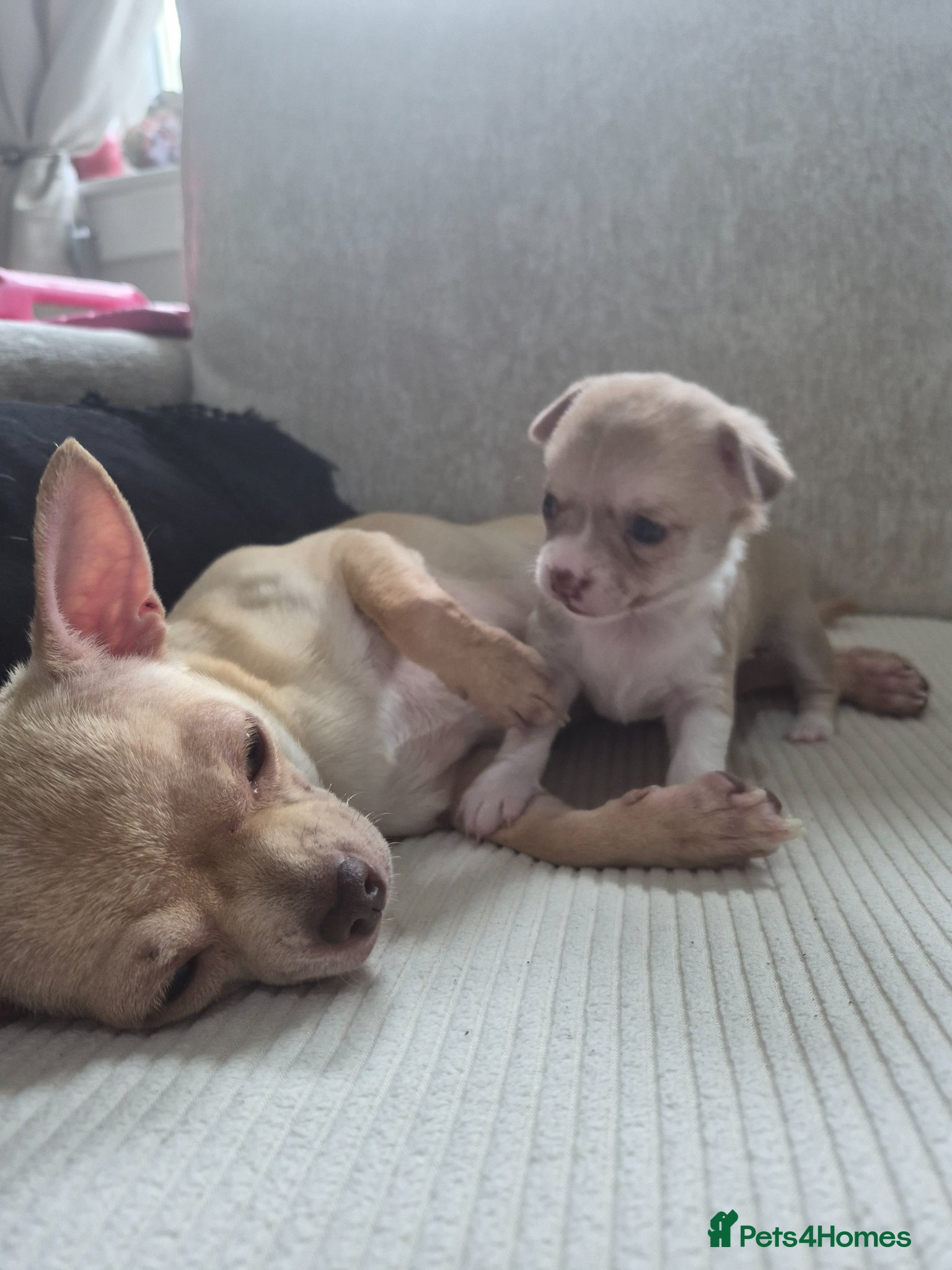 Chihuahua dogs for sale: Female chihuahua - Advert 4