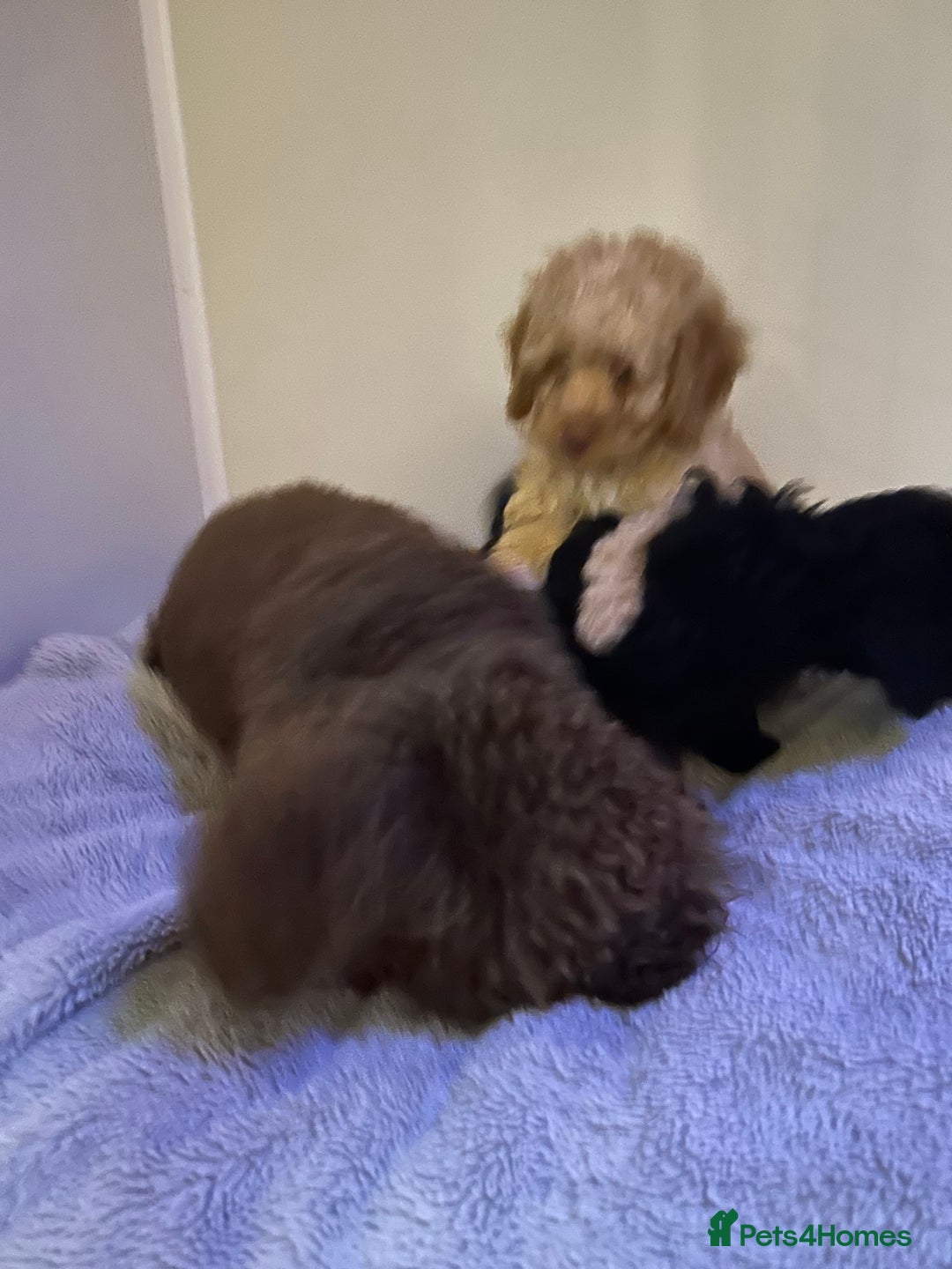 Miniature Poodle dogs for sale: Miniature poodle  - Advert 15