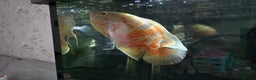 Cichlids fish for sale: ALBINO TIGER OSCAR - Advert 1