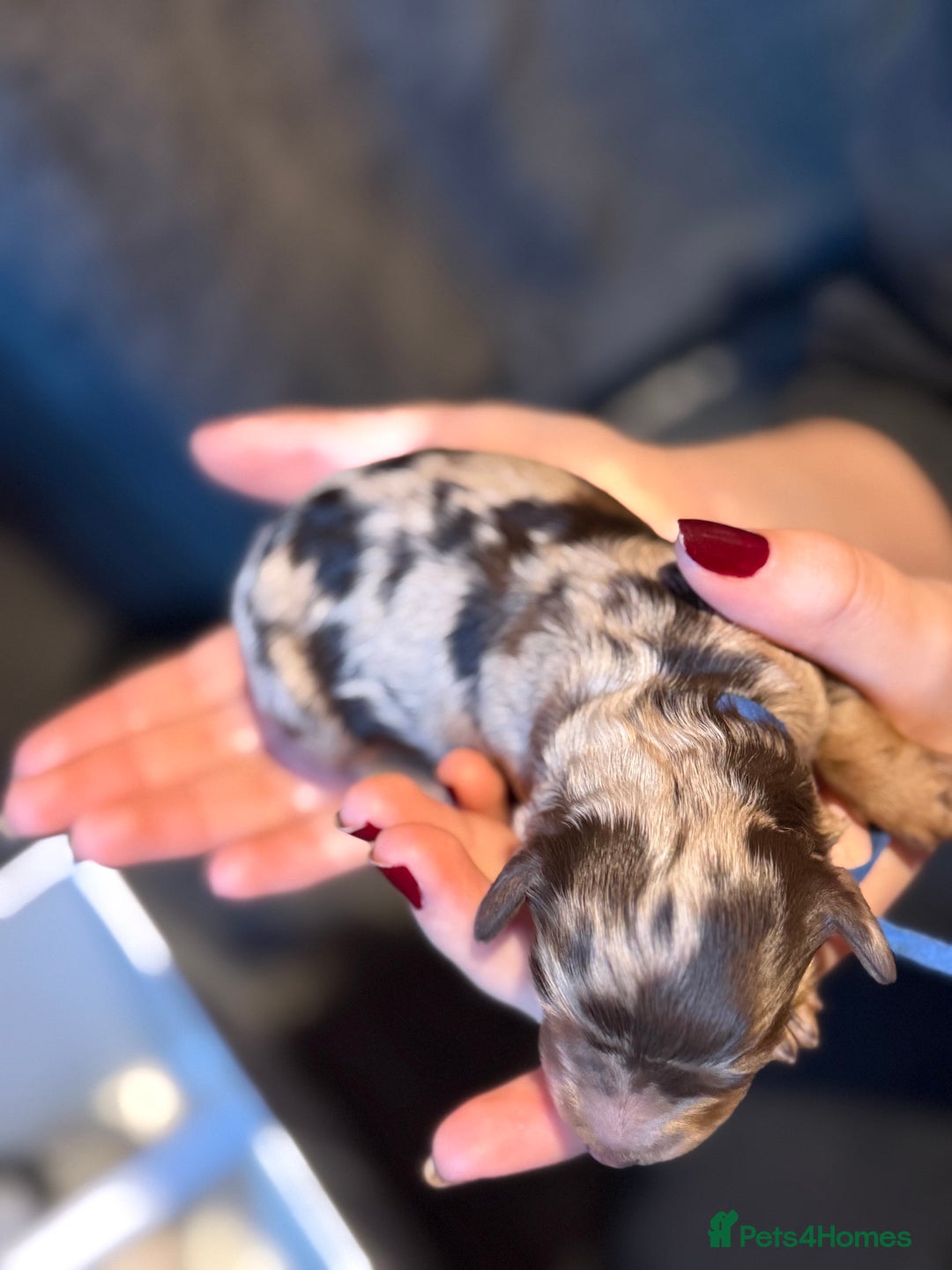 Cavapoo dogs for sale: F1b Health tested Phantom chocolate Merle Cavapoo - Advert 5