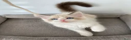 Ragdoll cats for sale: TICA REGISTERED PUREBRED RAGDOLL KITTENS AVAILABLE - Advert 7