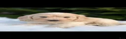 Cockapoo dogs for sale: Cockapoo males and females  - Advert 9
