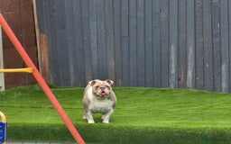 English Bulldog dogs for sale: male and female english bulldogs - Image 2